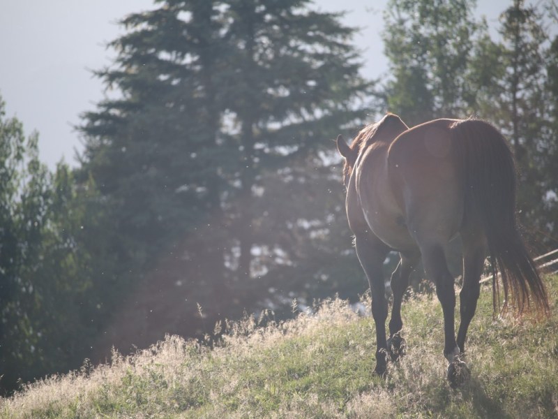 El veganismo no es una cuestión de «reducción del sufrimiento/demanda»