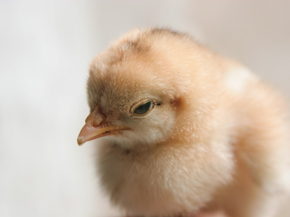 Bienestar y derechos: la&nbsp;«división»