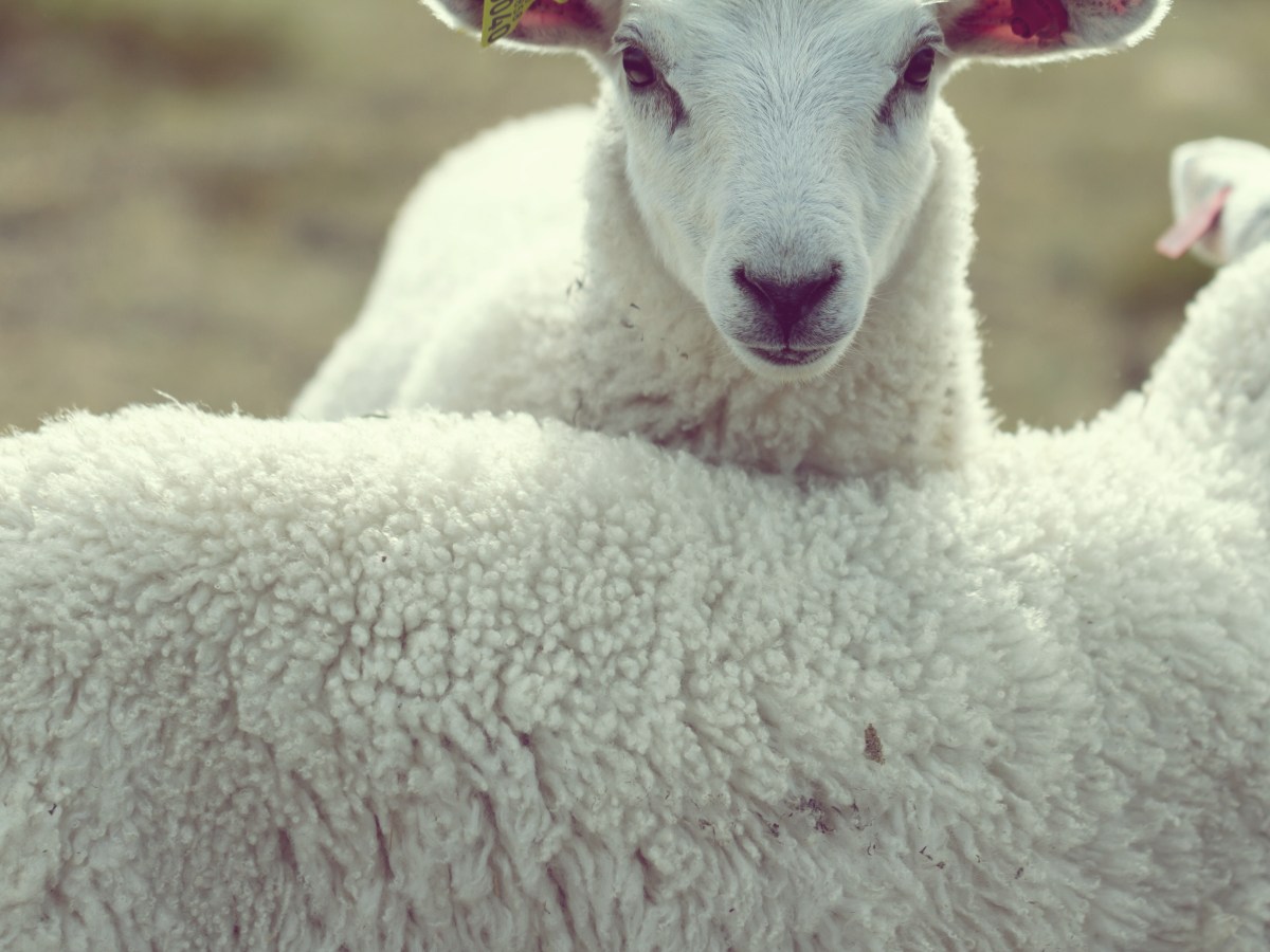 Los animales como&nbsp;mercancías