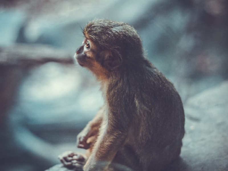 ¿Animales? ¿No-humanos? ¿Los demás&nbsp;animales?